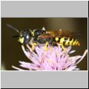 Philanthus triangulum - Bienenwolf m31c Sandgrube Niedringhaussee.jpg